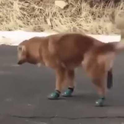 To Watch Doggo Run Effortlessly In His New Paw Booties...