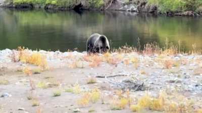 Grizzly from Yellowstone near Cody, Wyoming. 💜