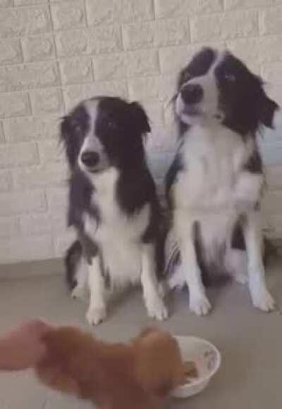 Dog's trust fake furry friend