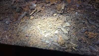 HELP......... I have had my 40 gallon salamander terrarium setup for almost 4 months now. I have suddenly gotten an outbreak of Fungus Gnats.