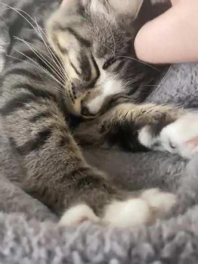 When I’m anxious I have a 20sec clip of my cat purring and making biscuits so now you do too.