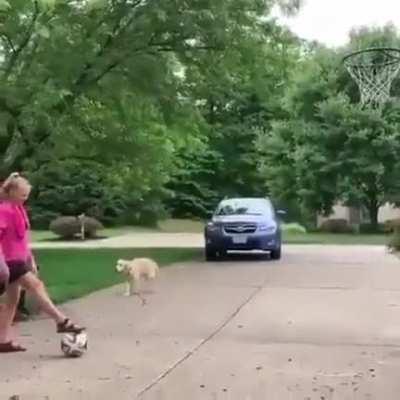 Poor dog couldn't handle both.