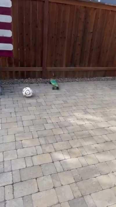 Thanks I hate skateboards