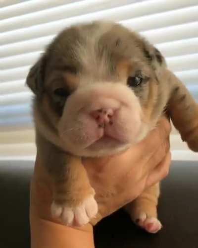 This One is So Beautiful Fluffy and Squishy