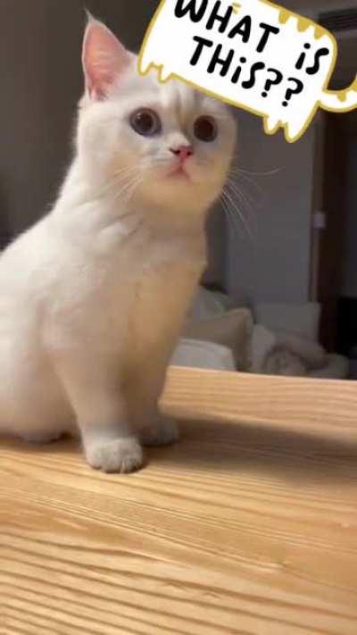 Just a kitten having hiccups