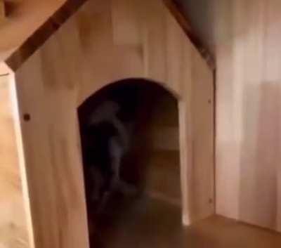 Heard You’ve Been Barking To The Cops