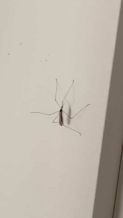 Goofy ‘squito vibrates while my mum’s cooking mini burger patties