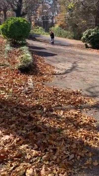 Dogs with very important jobs