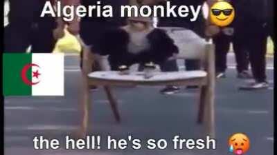 🐒😎