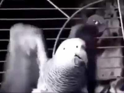 Very rude parrot with british accent.