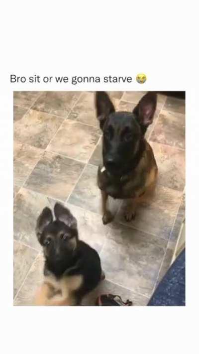 That dog be like: bitch sit down , your making me embarrassed