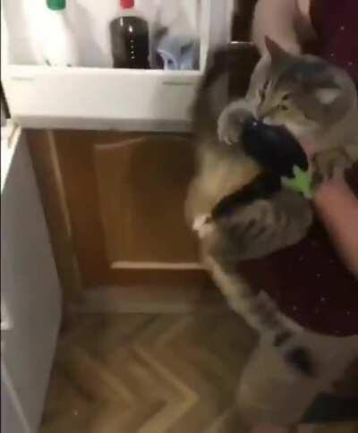 The cat that loves eggplant.