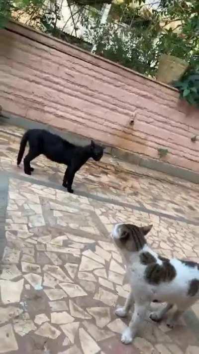 Both of my cats tend to get into fights, my dog Xyro does the job of a peacekeeper very well.