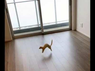 It's Ferret Friday!!