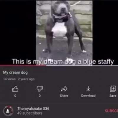 my dream dog