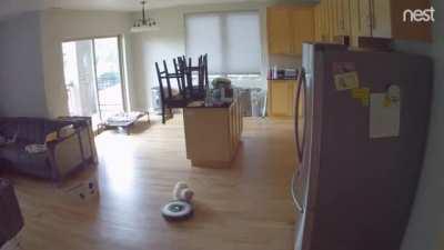 Disastrous Roomba Collision