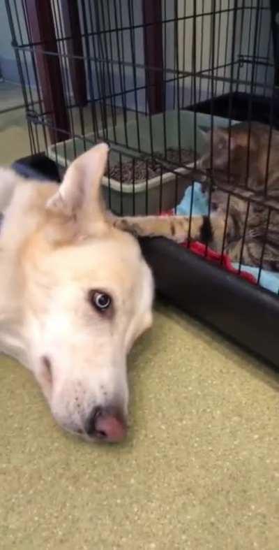 Kitty comforting a nervous pupper at the vet