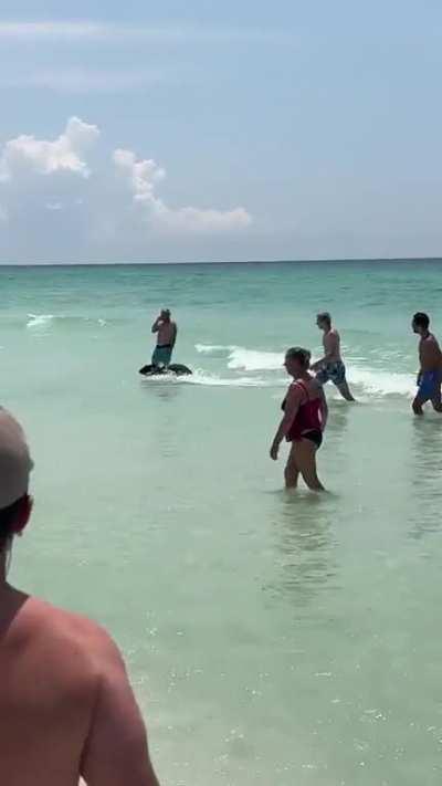 A bear just swam from way out in the ocean to shore in Destin. Insane.