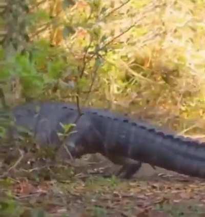 Capybara wearing crocs..