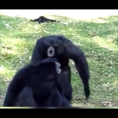 Siamang gibbons doing their thing