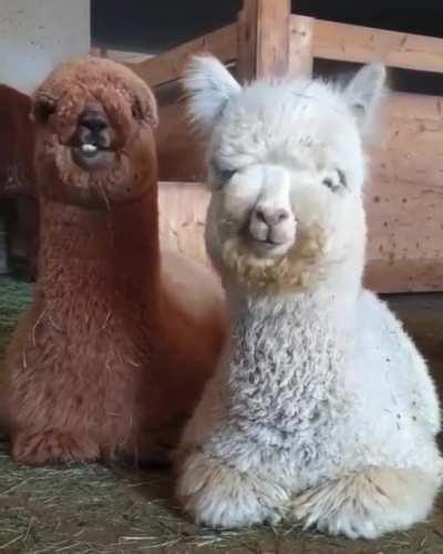 Two Alpacas Chewing