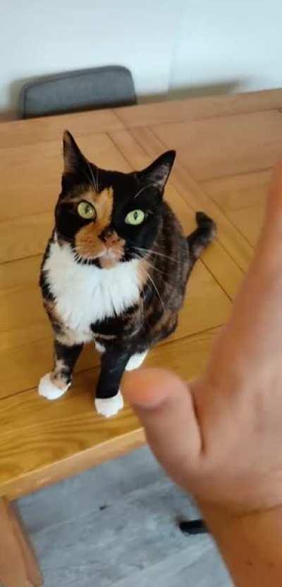 I always see people say that cats aren't as smart as dogs and cats can't learn tricks, I decided to prove those people wrong