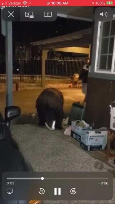 Drunk guy doesn’t see bear...