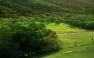 Blue Lobster Jumpscare *VERY SCARY*