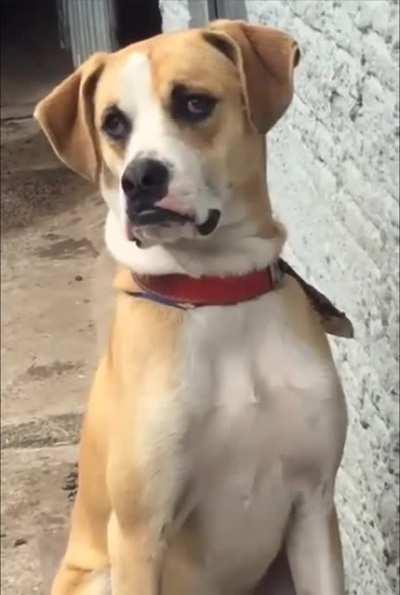 Does he bite? No, but he will judge and belittle you