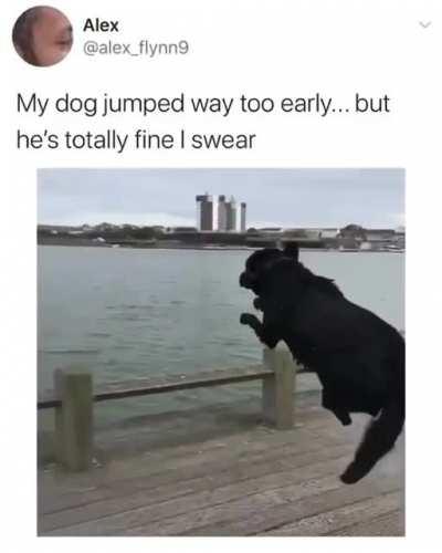 Poor doggo