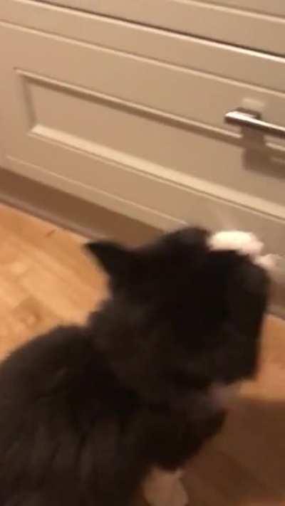 Our cat Edward can't meow, so he becomes a pigeon instead.