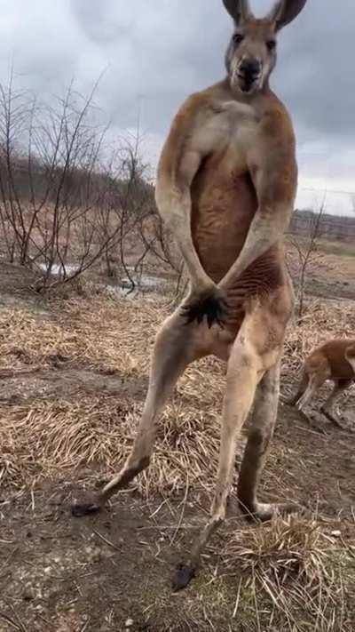 Kangaroo flexing muscles to attract females