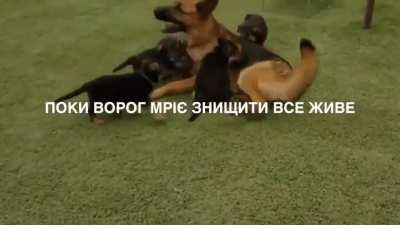 Four-legged tribute to Ukrainian Independence Day 🇺🇦🇺🇦🇺🇦