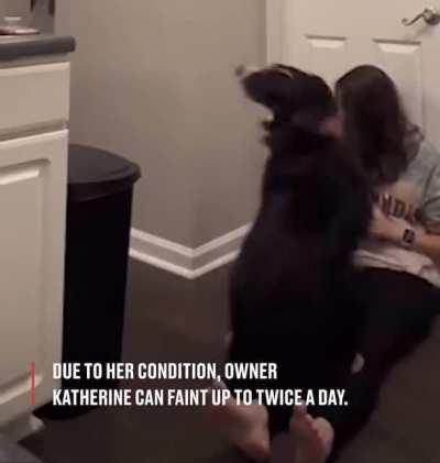 Bailey the service dog is trained to look for the warning signs of fainting spells or tics for his partner.