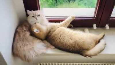 What’s better than having 1 cat: