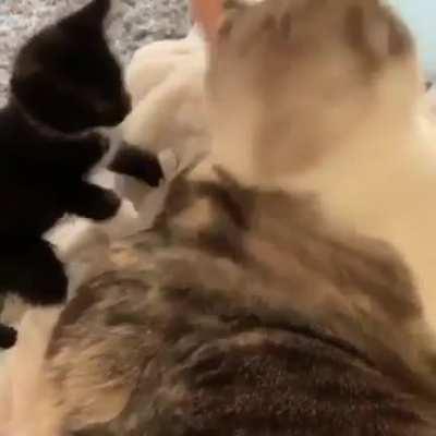 SmOl CaT fUcKiNg SeNtEnCeD tO dEaTh FoR aSsAuLt