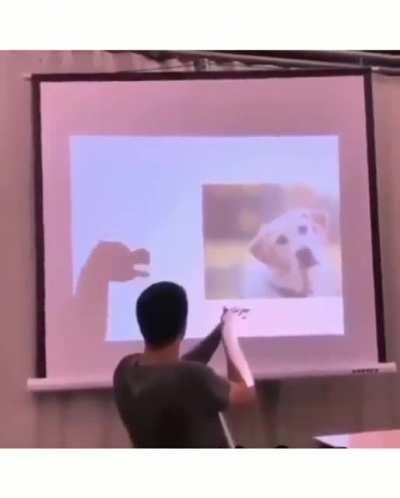 Insane Shadow Puppets