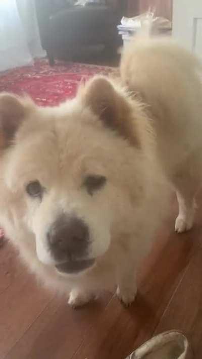 My chow has something to say…