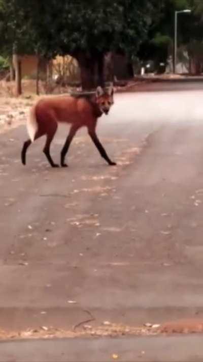 Approaching Halloween, infant werewolf spotted