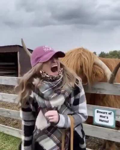 HMC while I ignore the sign about Moe's horns.