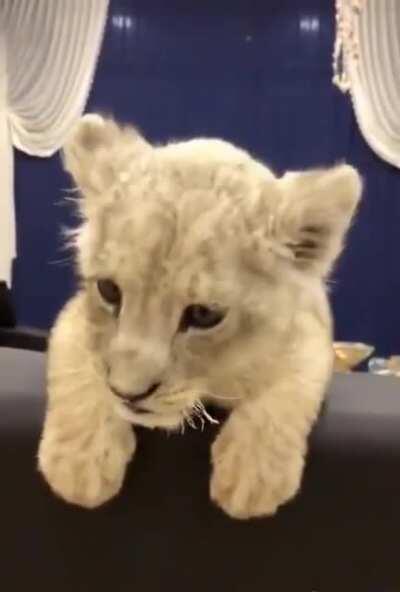 Working on my ROAR🎶