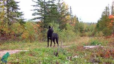 Black wolf in the scenic fall colors of northern Minnesota