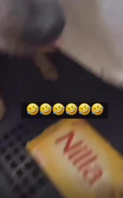 Brother snitches on sister for eating all the cookies