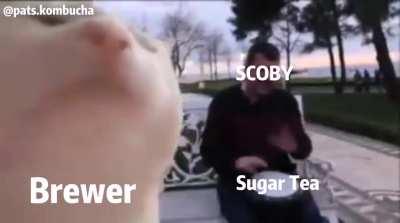 Happy SCOBY, Happy Brewer