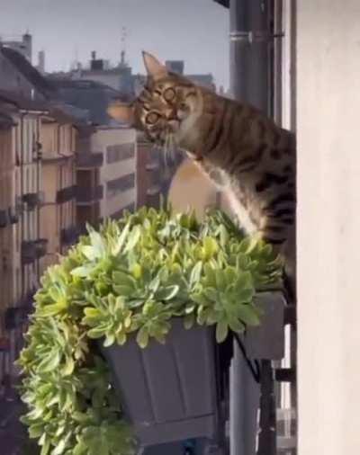 Creepy neighbor 😂