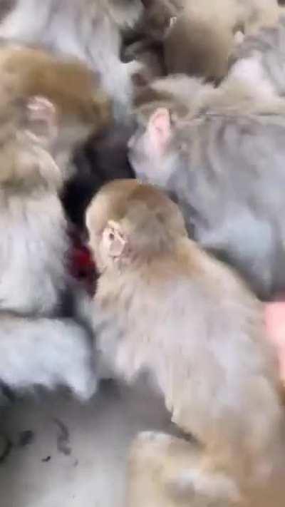 Akp seçmenlere çilek dağıtıyor