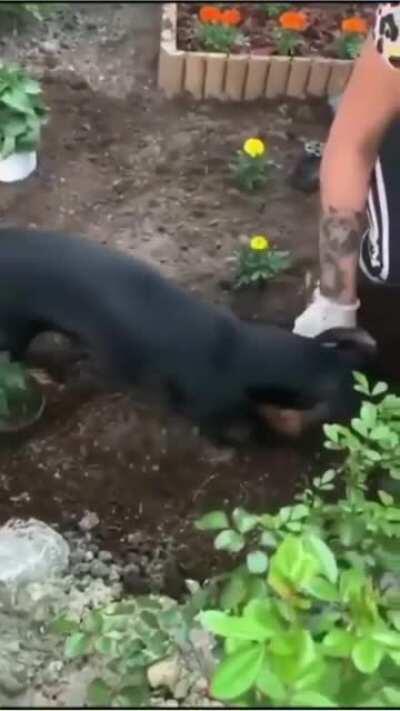 The dog is too busy with his important job