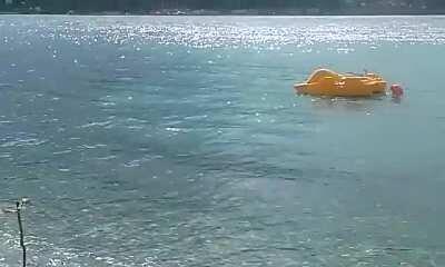 🔥 Mediterranean Monk Seal lounging at the beach on Samos Island in Greece.