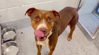 🆘 3/24 Urgent Now‼️Reese’s A651493 is a handsome & very friendly 2 y/o pittie mix who is happy, tail-wagging & sweet! Urgently seeking loving forever home! 🫶🏼 612 Canino Rd. Houston, TX (Adoptable Out of State)