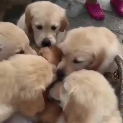 cat: this is my life meow